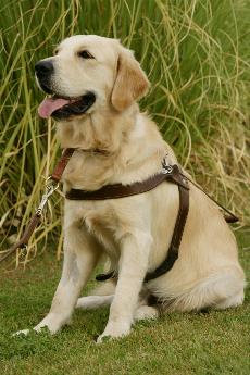 Labrador canela sentado con correa imagen lateral.jpg