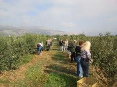 Mayores de SUPPO Tarragona recolectando aceitunas