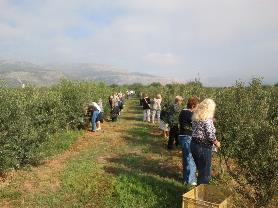 Mayores de SUPPO Tarragona recolectando aceitunas