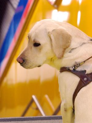 Perro Guía